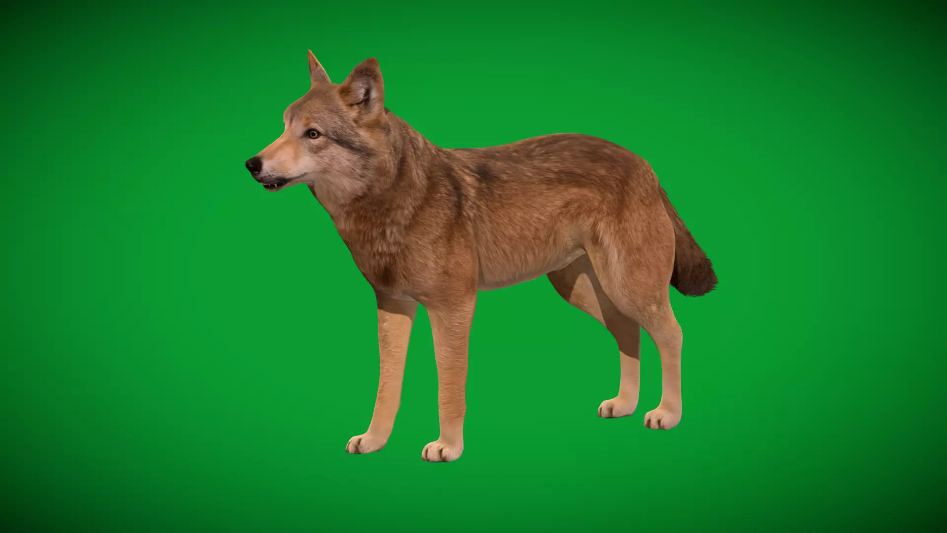 Eurasian Grey Wolf Low-poly 3D model_7