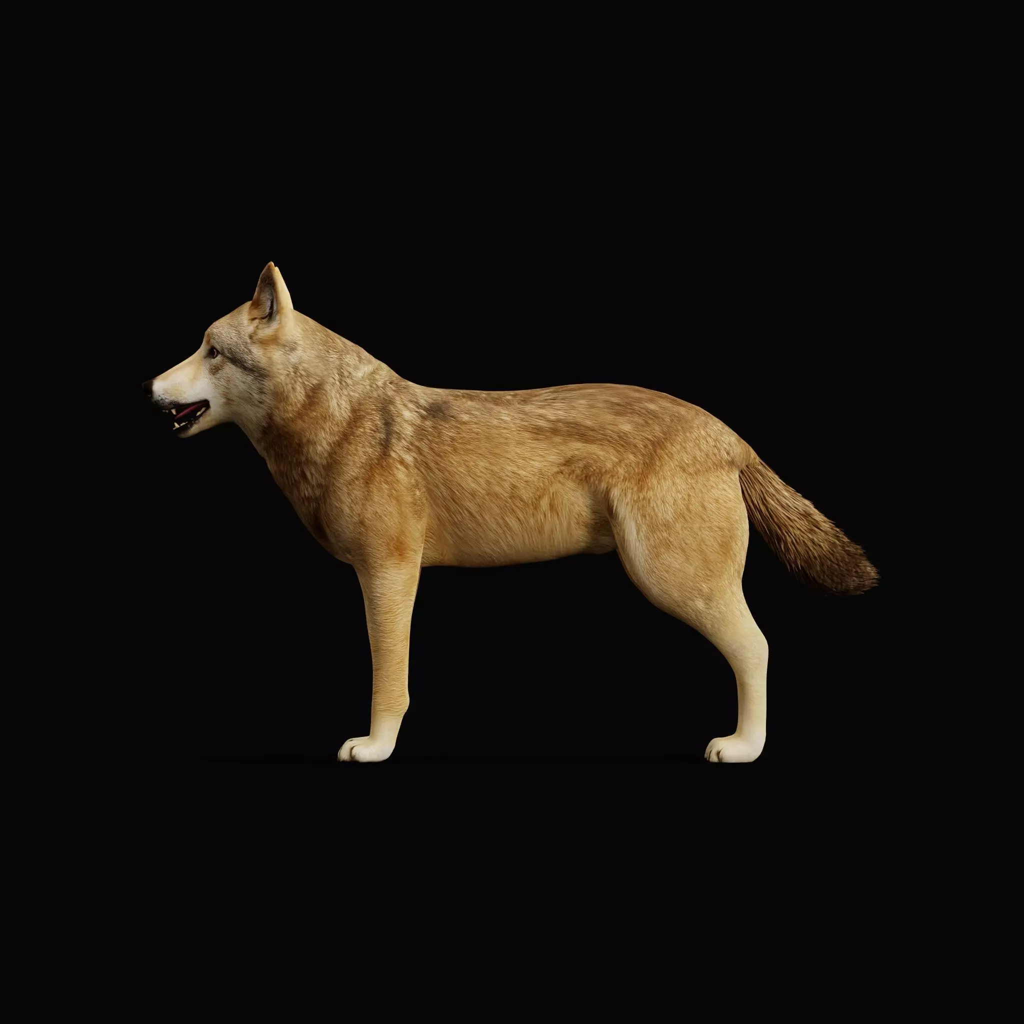 Eurasian Grey Wolf Low-poly 3D model_42