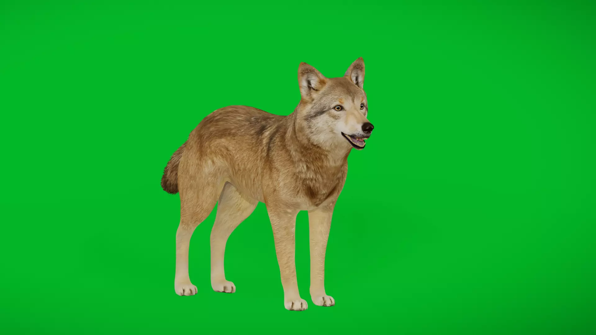 Eurasian Grey Wolf Low-poly 3D model_0