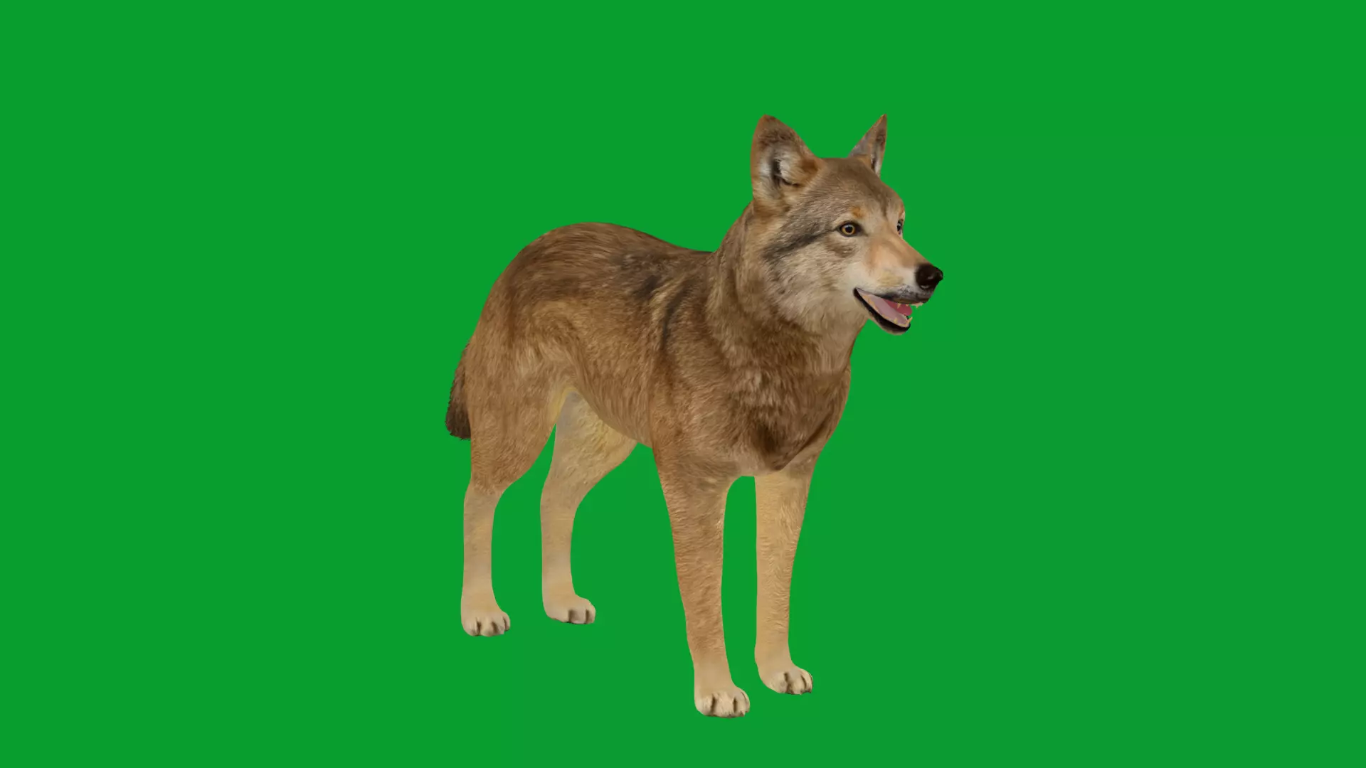 Eurasian Grey Wolf Low-poly 3D model_23