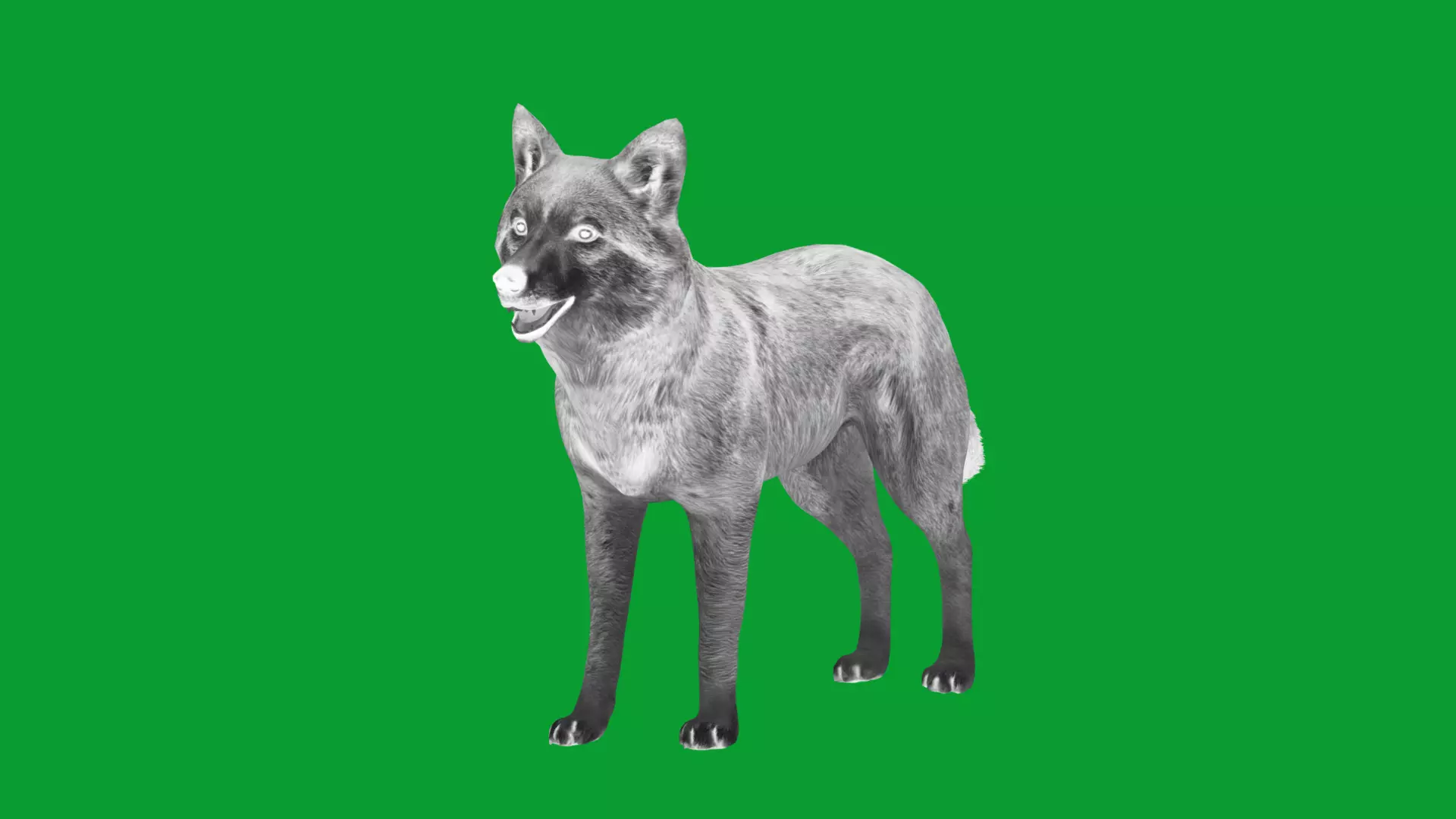 Eurasian Grey Wolf Low-poly 3D model_14