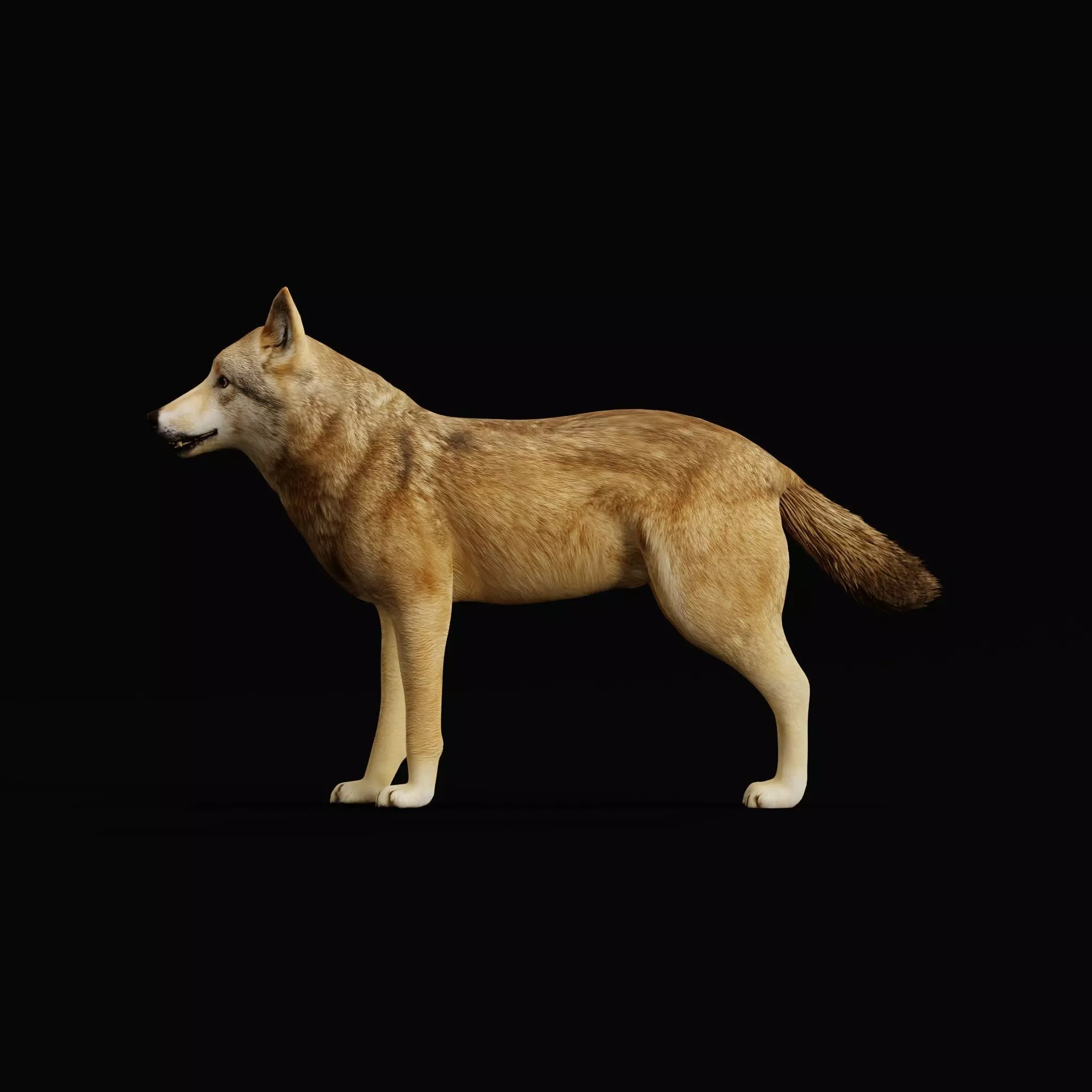 Eurasian Grey Wolf Low-poly 3D model_45