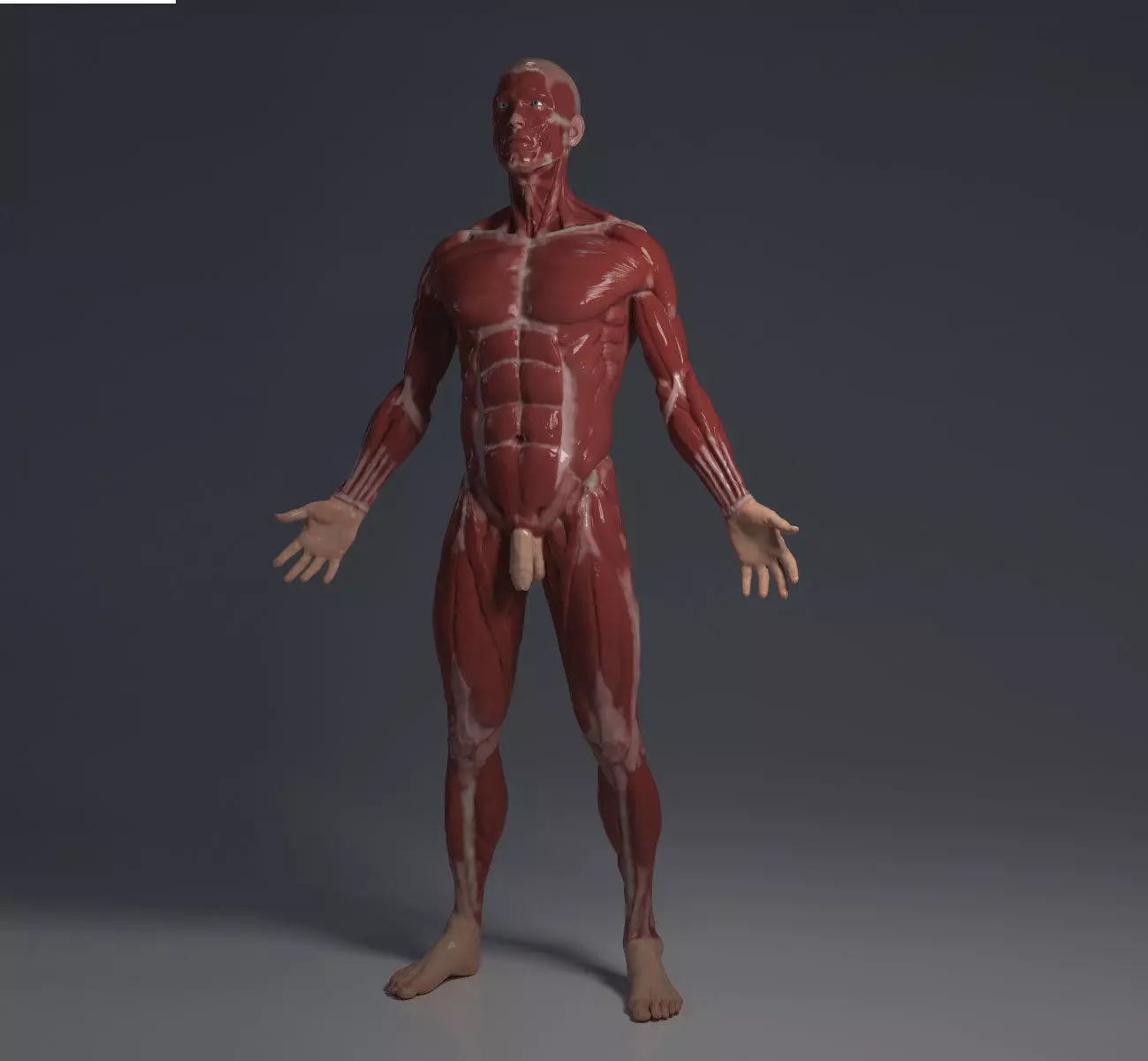 Ecorche - Human anatomy model 3D model_0