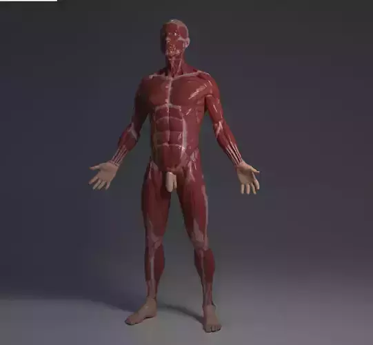 Ecorche - Human anatomy model  3D model