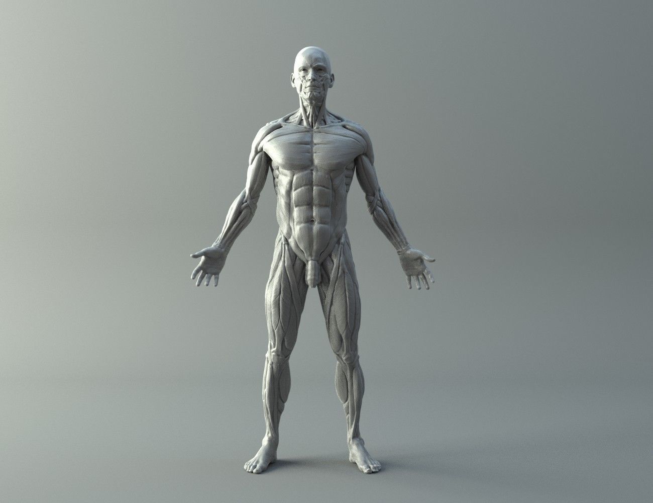 Ecorche - Human anatomy model 3D model_1