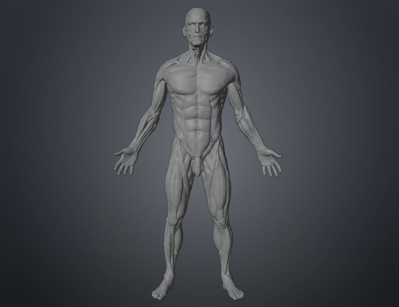 Ecorche for printing 3D print model_12