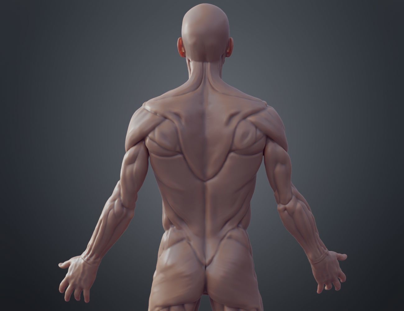 Ecorche for printing 3D print model_7