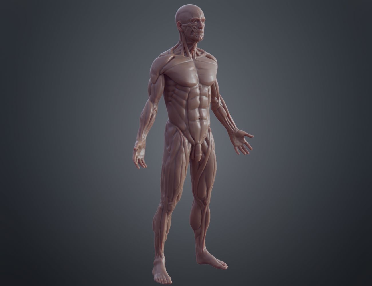 Ecorche for printing 3D print model_6