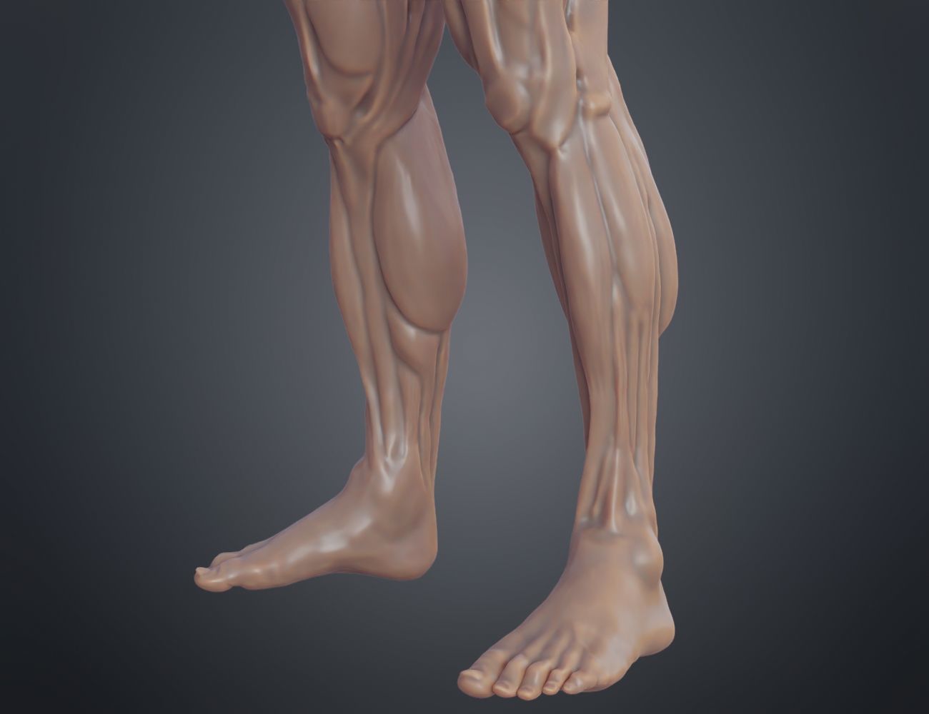 Ecorche for printing 3D print model_10