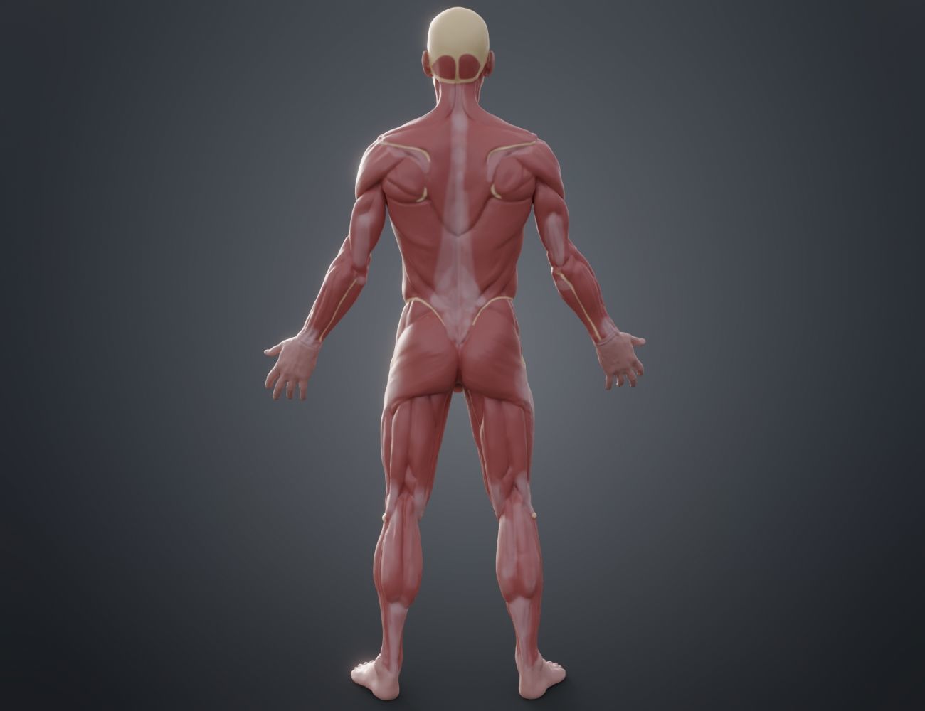 Ecorche for printing 3D print model_9