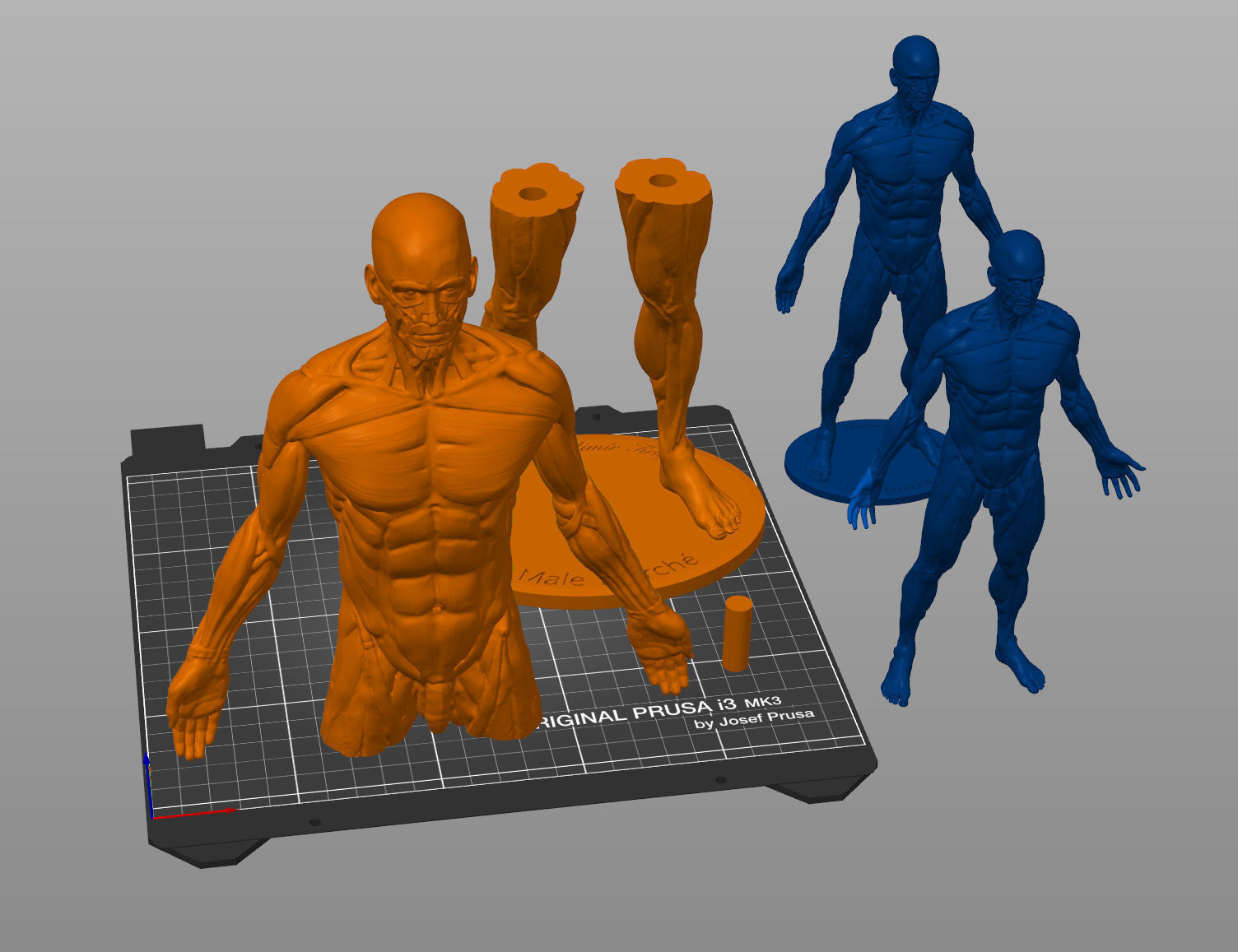 Ecorche for printing 3D print model_5