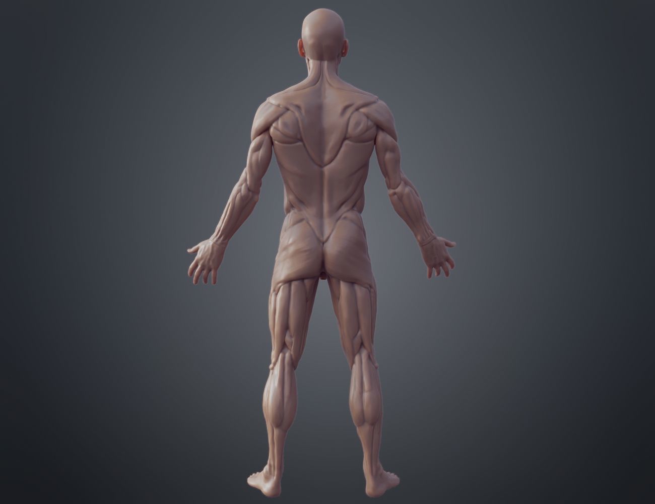 Ecorche for printing 3D print model_2