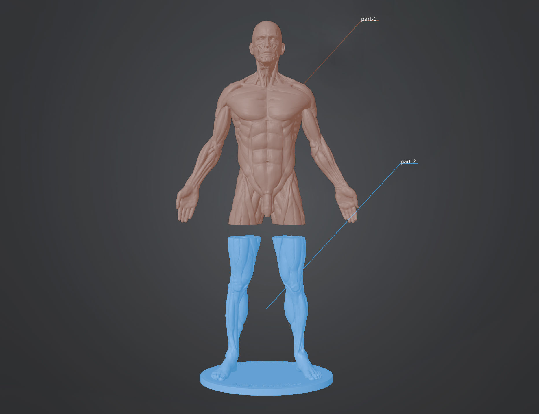 Ecorche for printing 3D print model_4