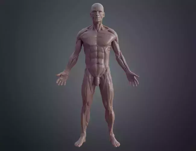 Ecorche for printing 3D print model
