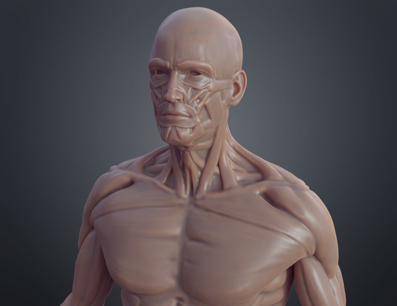 Ecorche for printing 3D print model_1