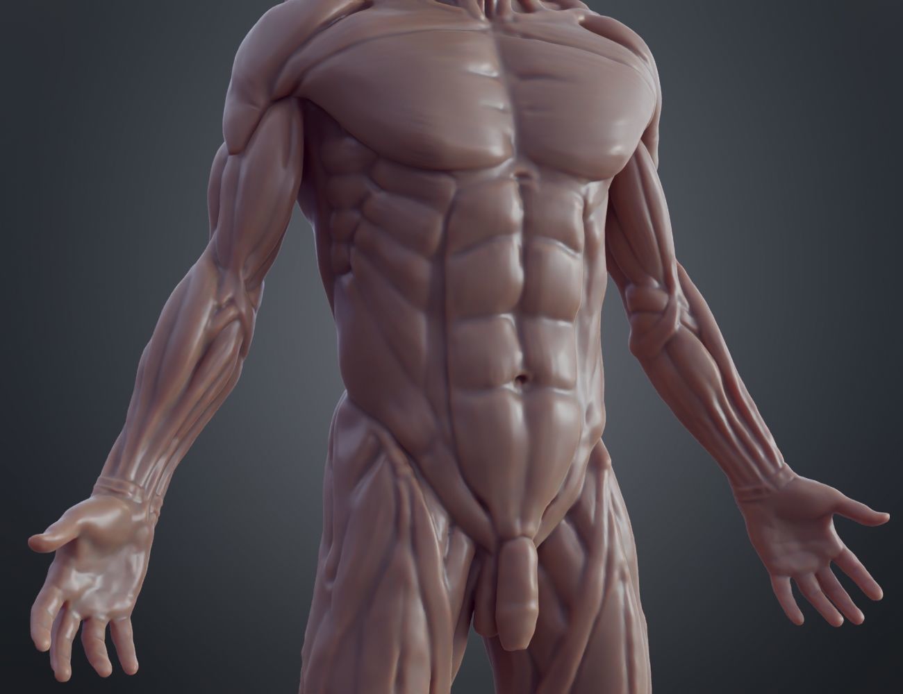 Ecorche for printing 3D print model_11