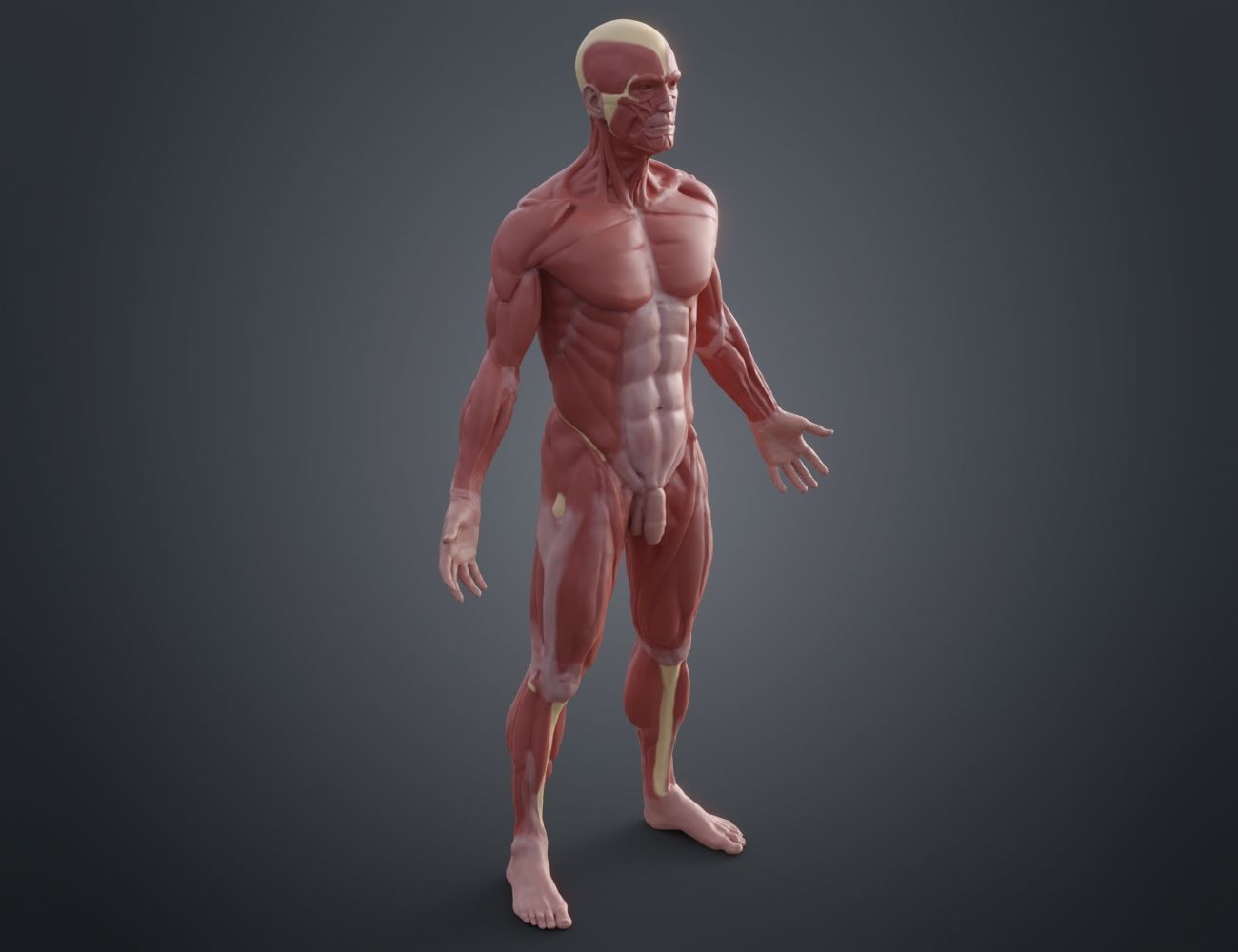 Ecorche for printing 3D print model_3