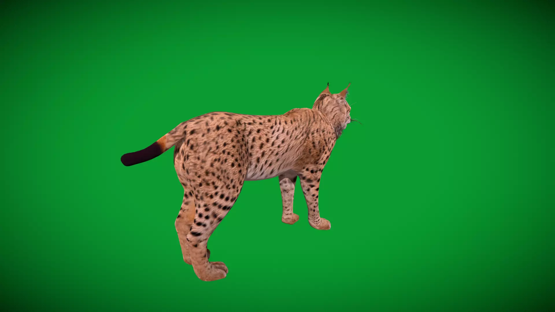 Eurasian Lynx Wild Cat Low-poly 3D model_44