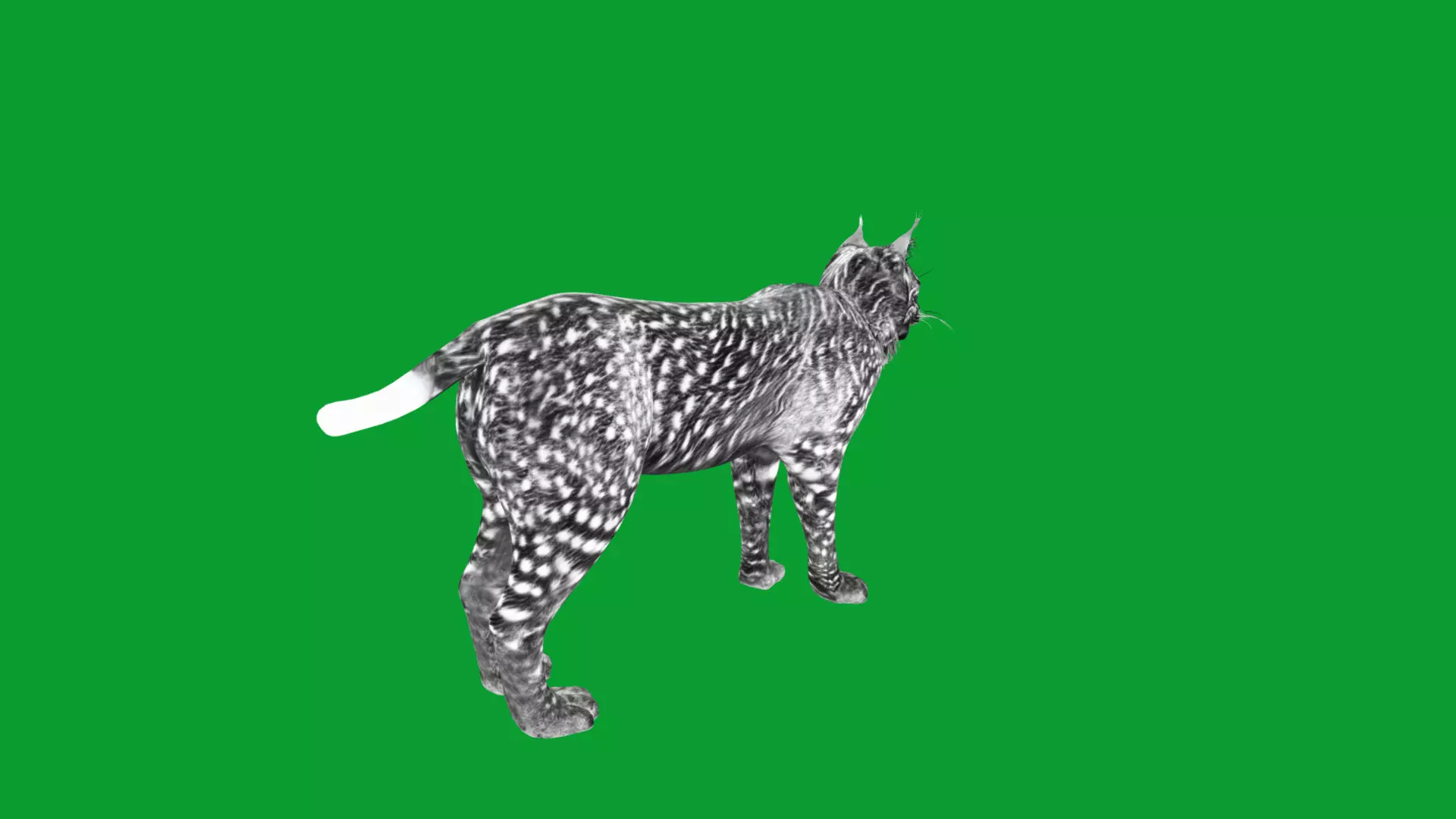 Eurasian Lynx Wild Cat Low-poly 3D model_16