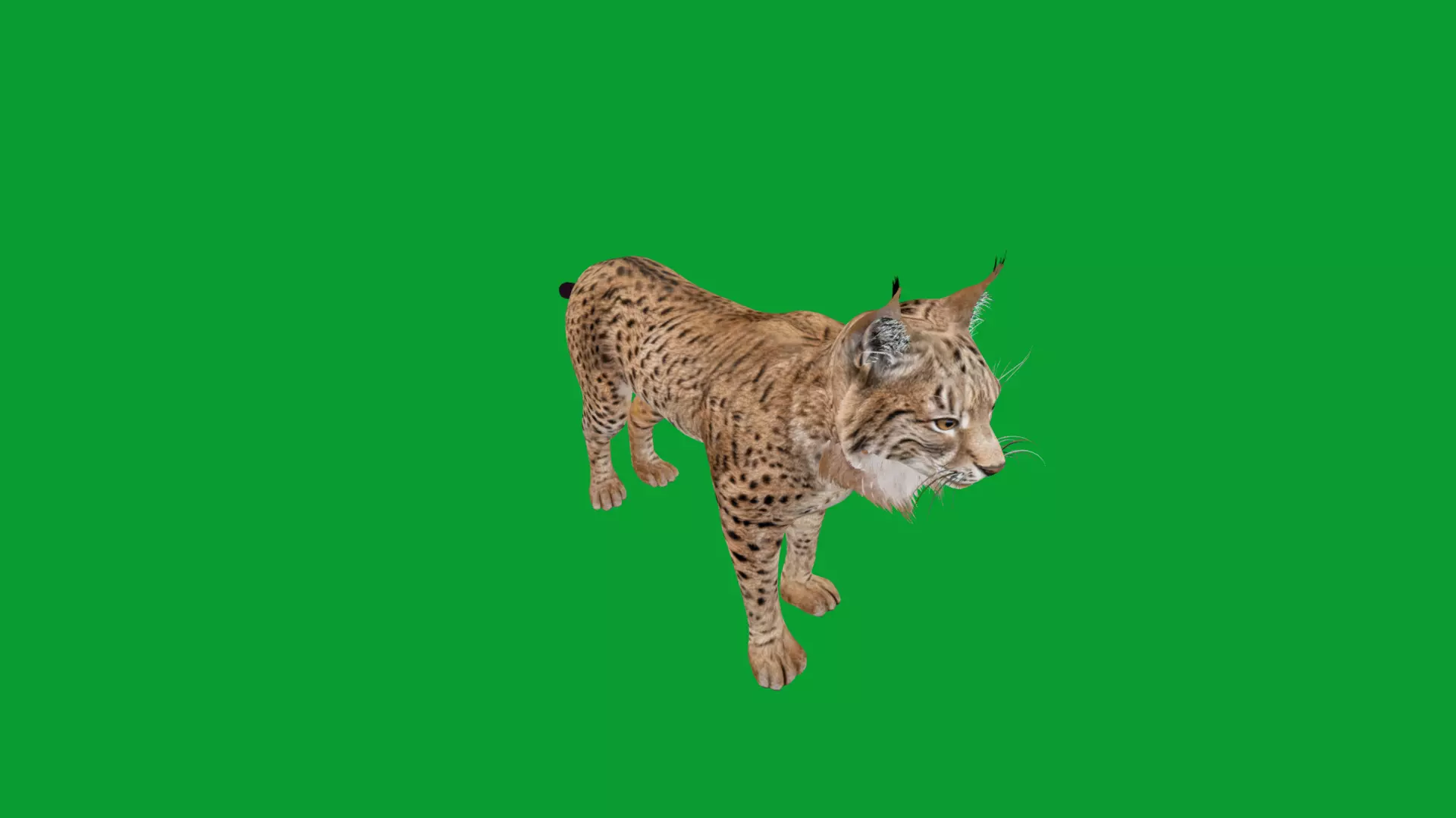 Eurasian Lynx Wild Cat Low-poly 3D model_38