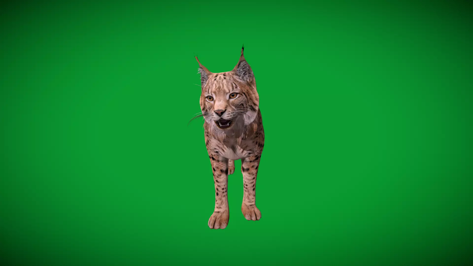 Eurasian Lynx Wild Cat Low-poly 3D model_43