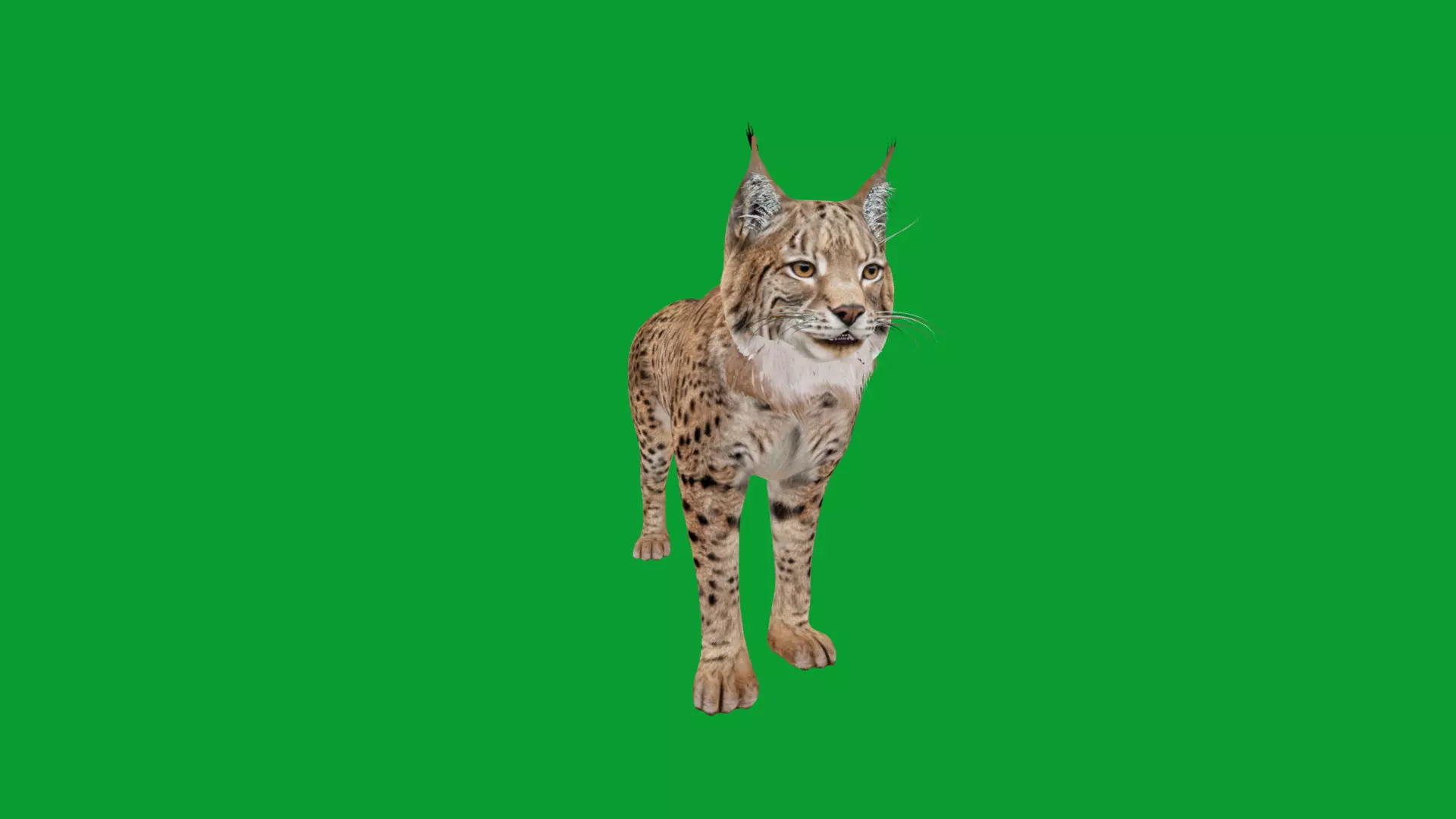 Eurasian Lynx Wild Cat Low-poly 3D model_14