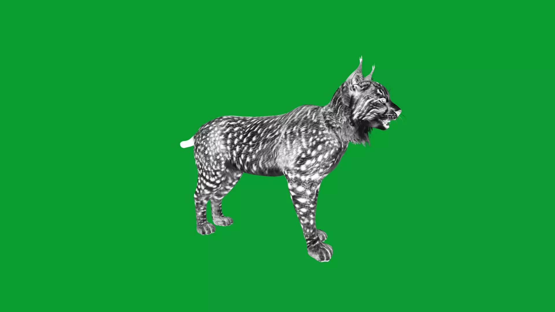 Eurasian Lynx Wild Cat Low-poly 3D model_21
