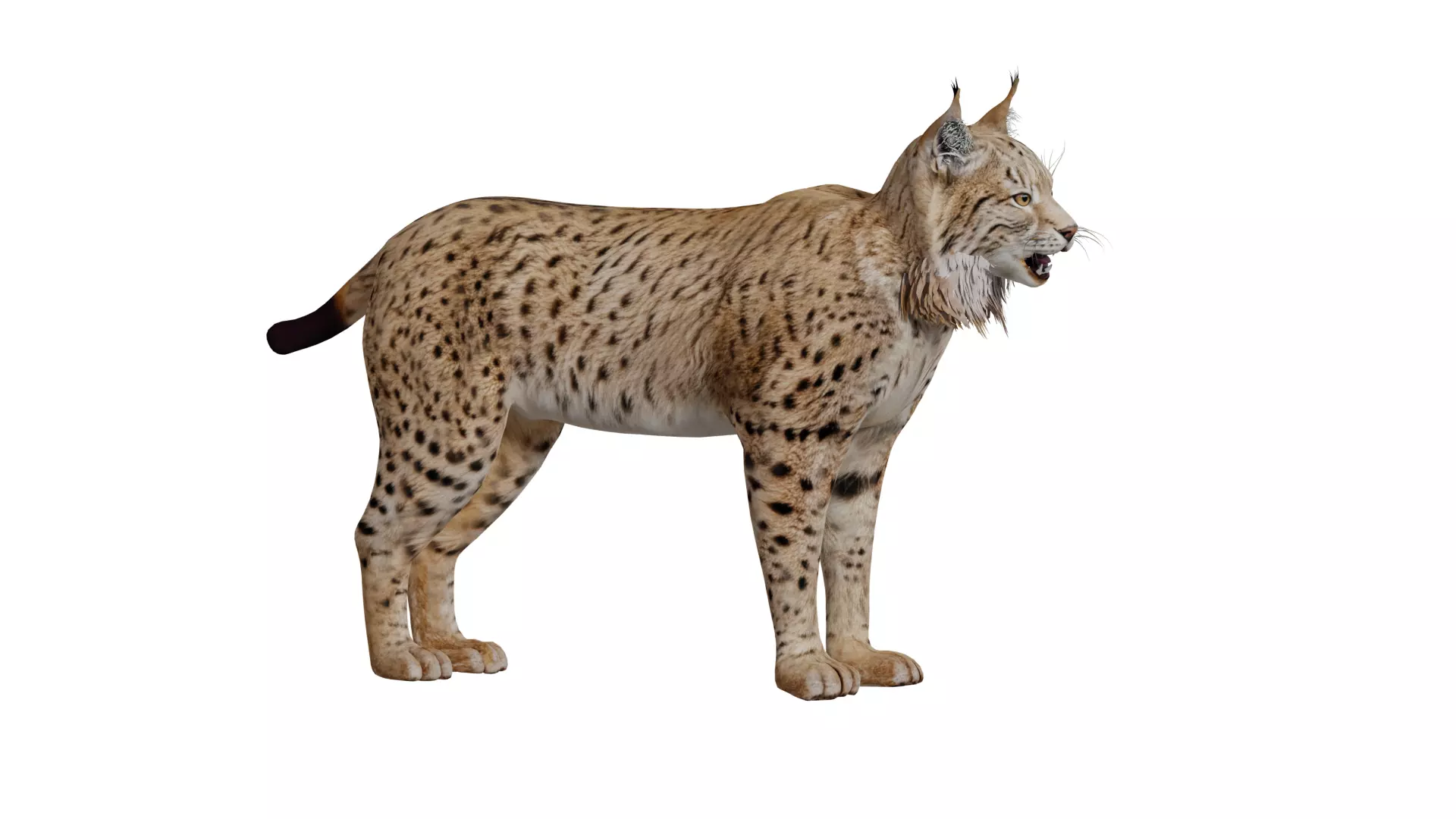Eurasian Lynx Wild Cat Low-poly 3D model_9