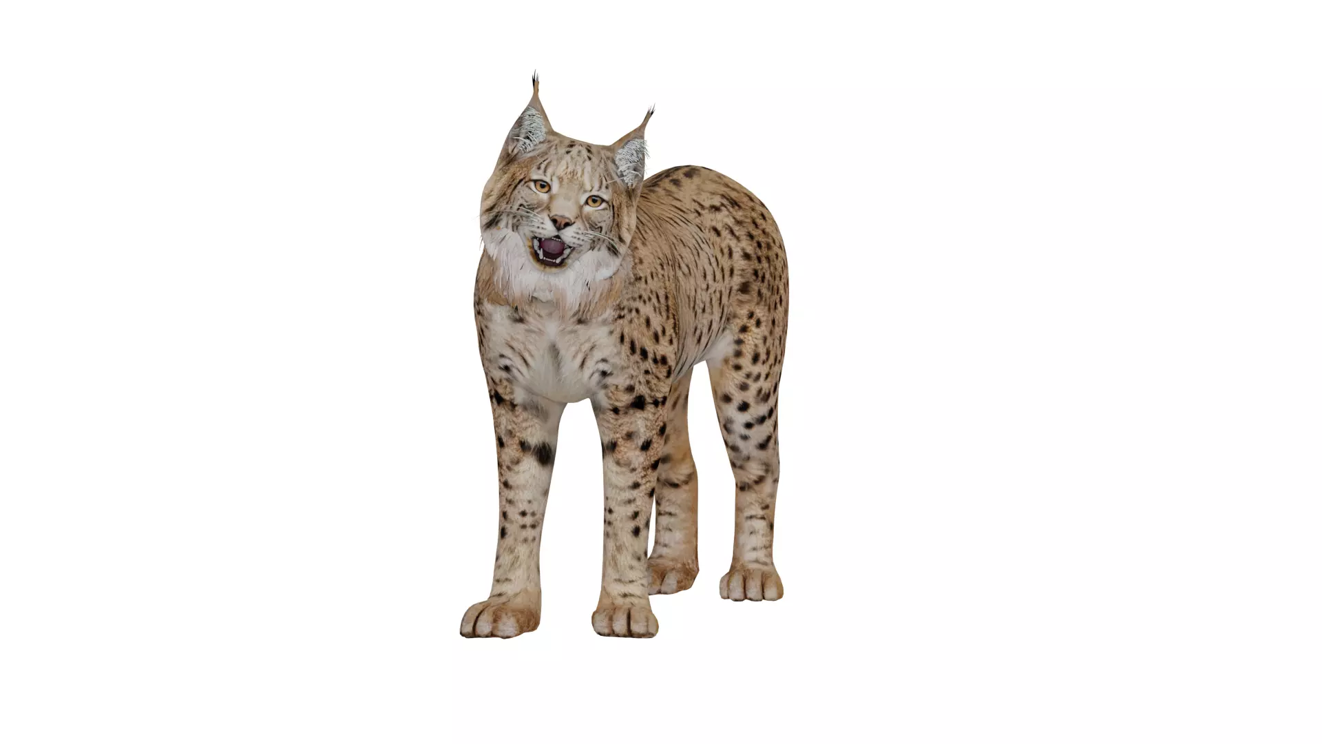 Eurasian Lynx Wild Cat Low-poly 3D model_7