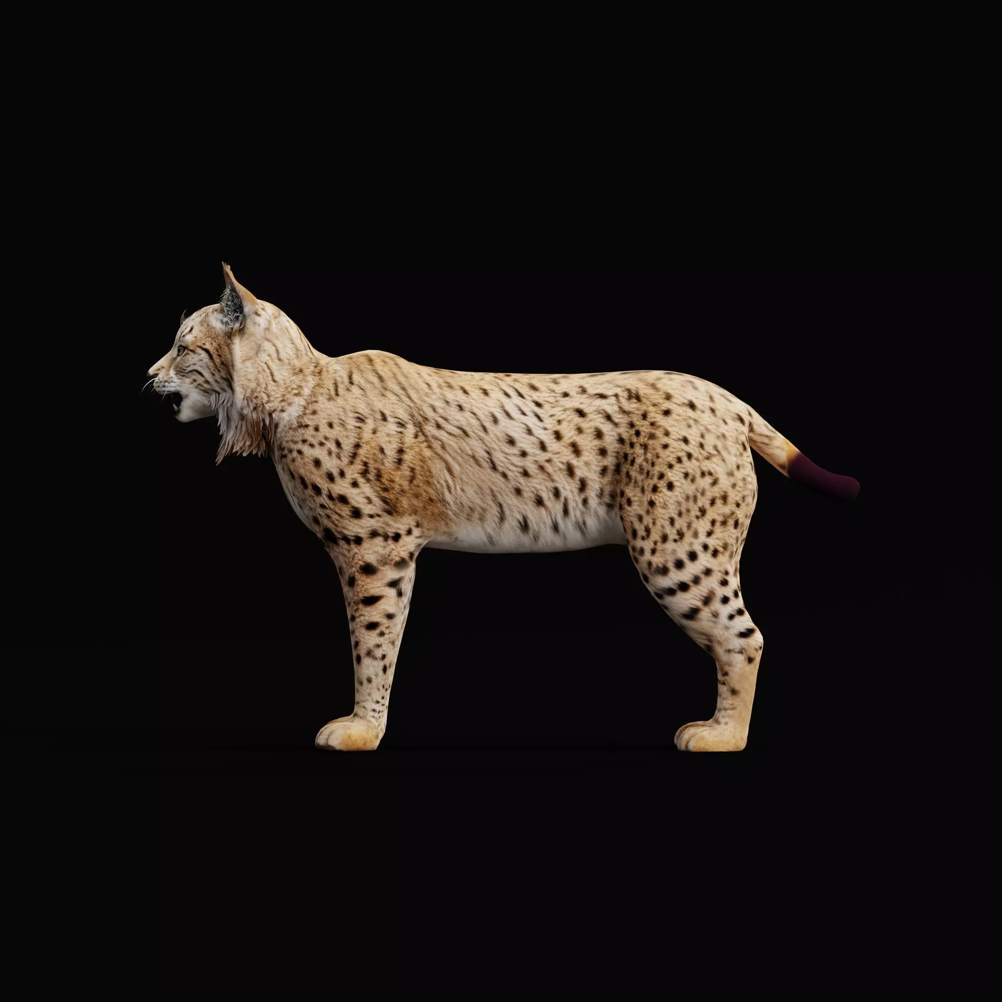Eurasian Lynx Wild Cat Low-poly 3D model_33