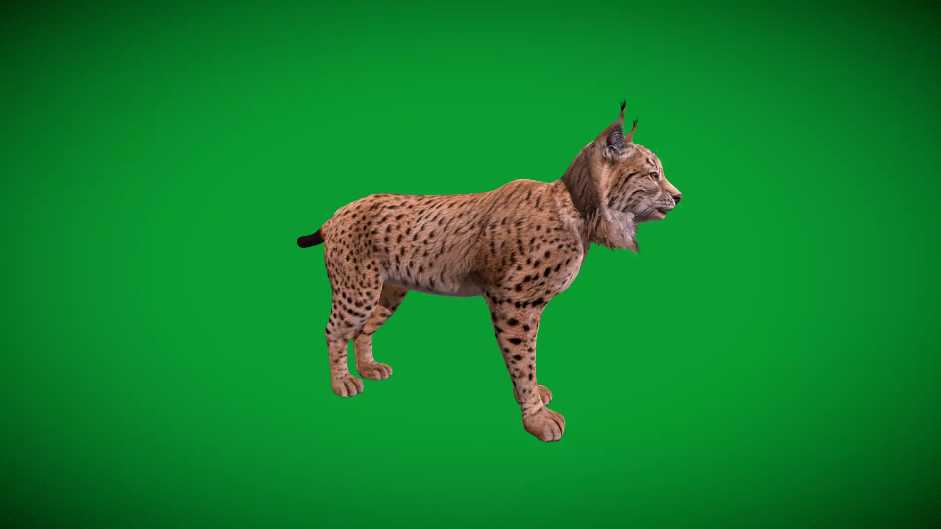 Eurasian Lynx Wild Cat Low-poly 3D model_45