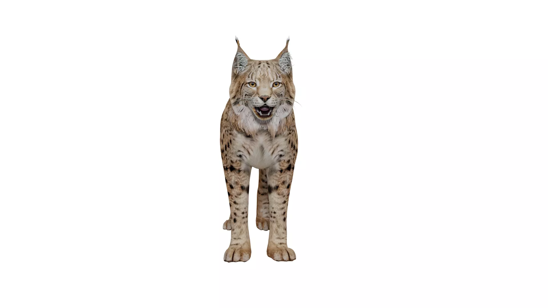 Eurasian Lynx Wild Cat Low-poly 3D model_6