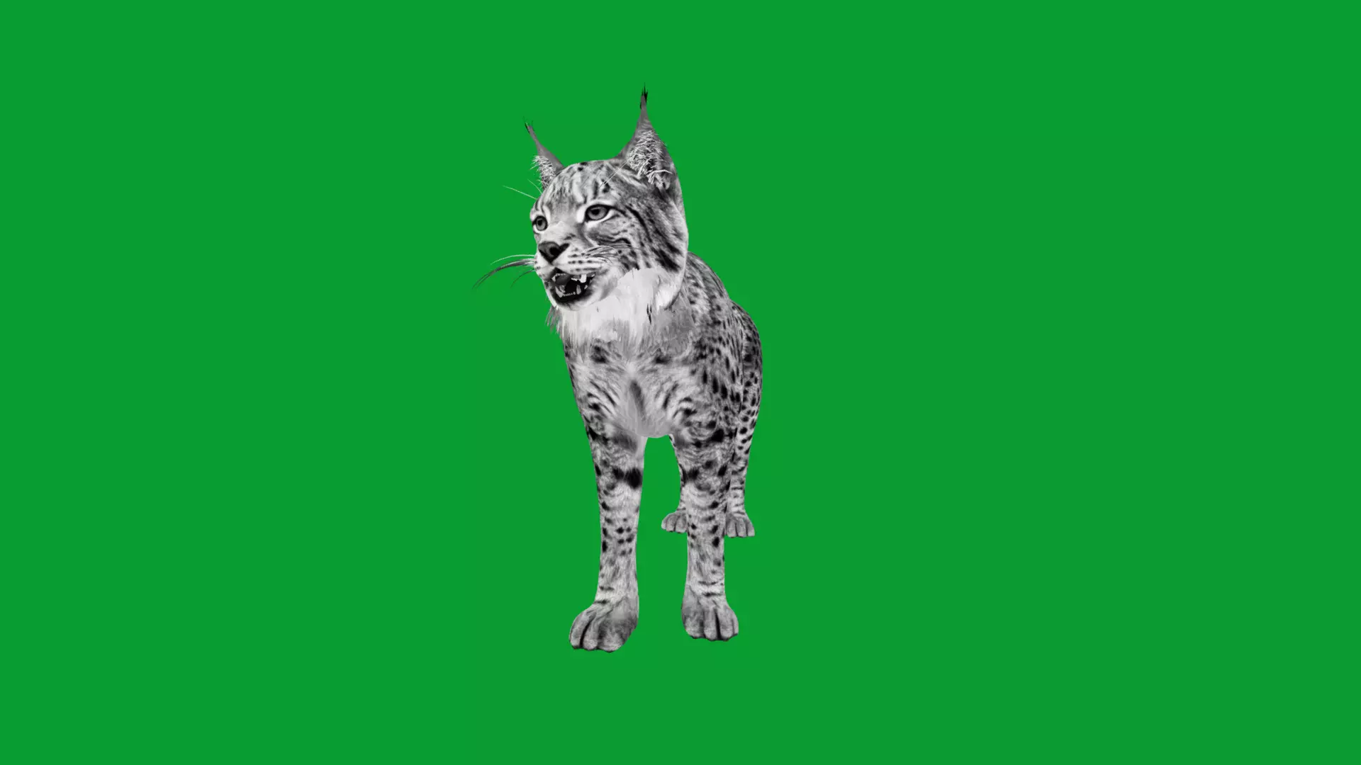 Eurasian Lynx Wild Cat Low-poly 3D model_25