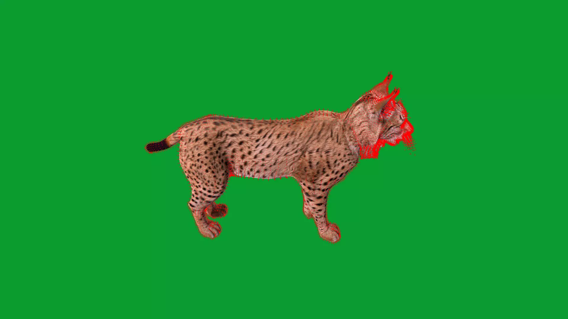 Eurasian Lynx Wild Cat Low-poly 3D model_35