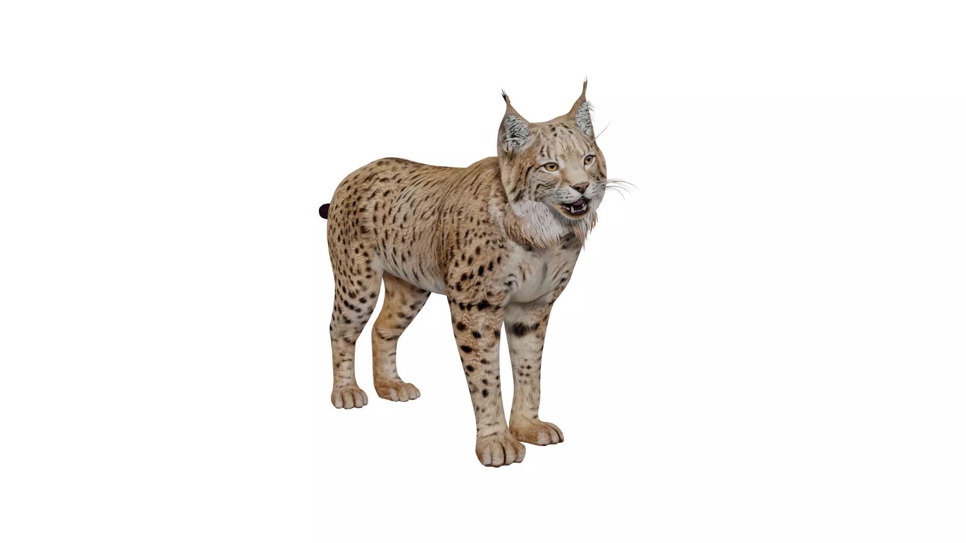 Eurasian Lynx Wild Cat Low-poly 3D model_8