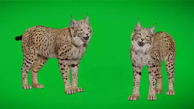 Eurasian Lynx Wild Cat Low-poly 3D model
