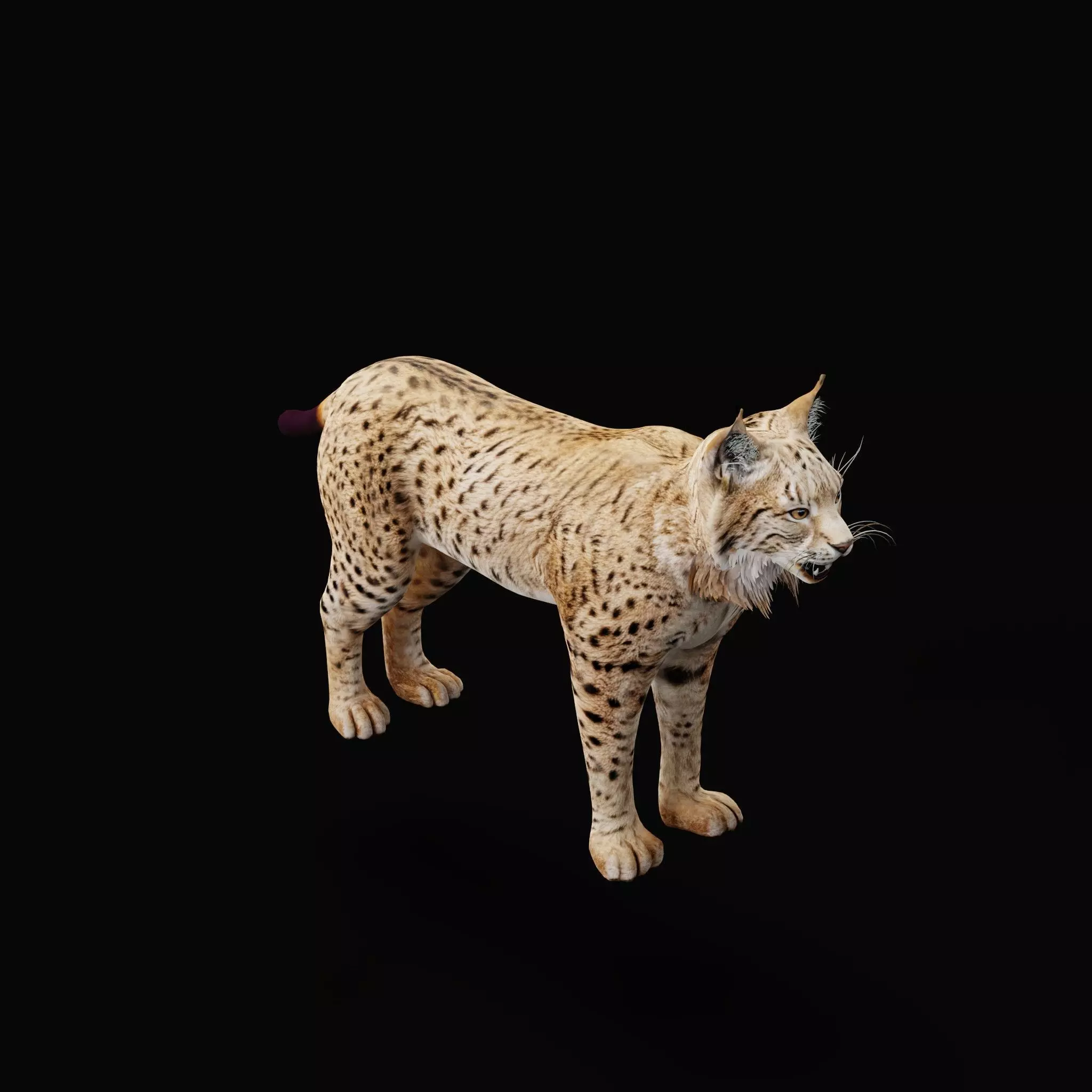 Eurasian Lynx Wild Cat Low-poly 3D model_34