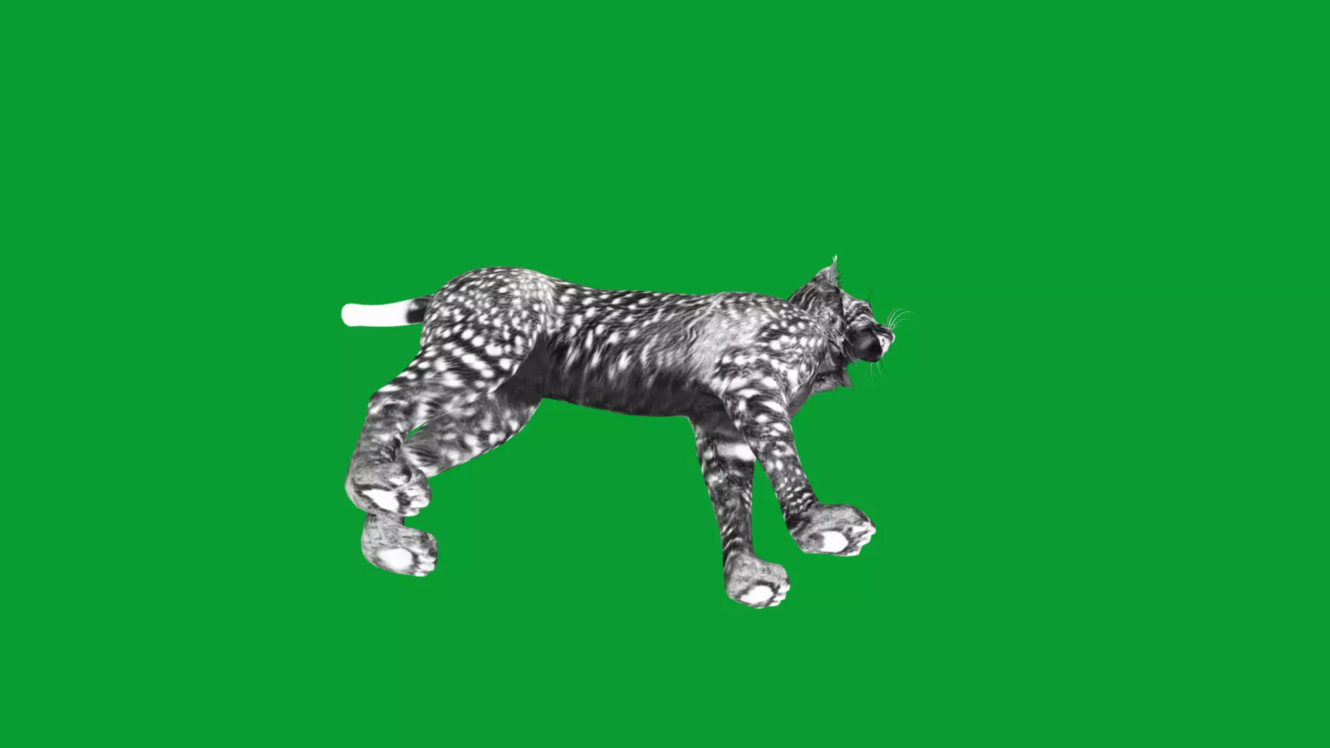 Eurasian Lynx Wild Cat Low-poly 3D model_20