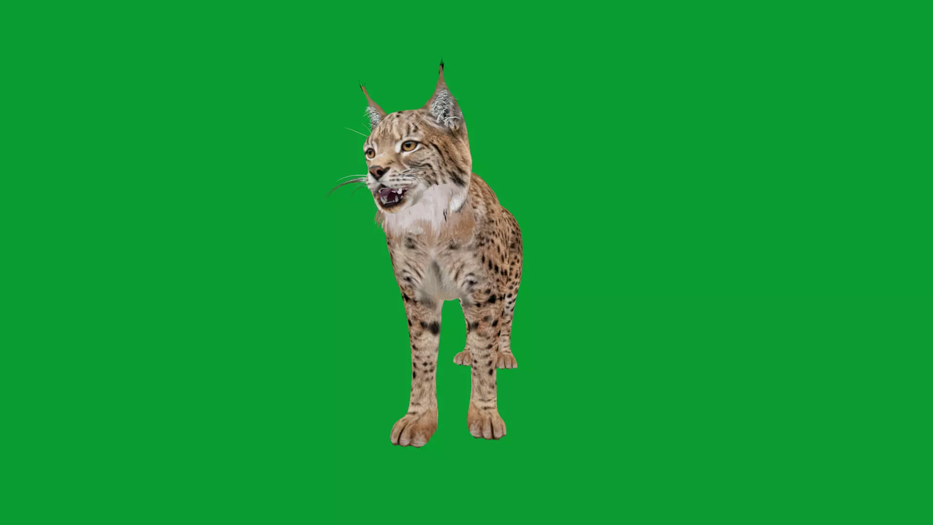 Eurasian Lynx Wild Cat Low-poly 3D model_27