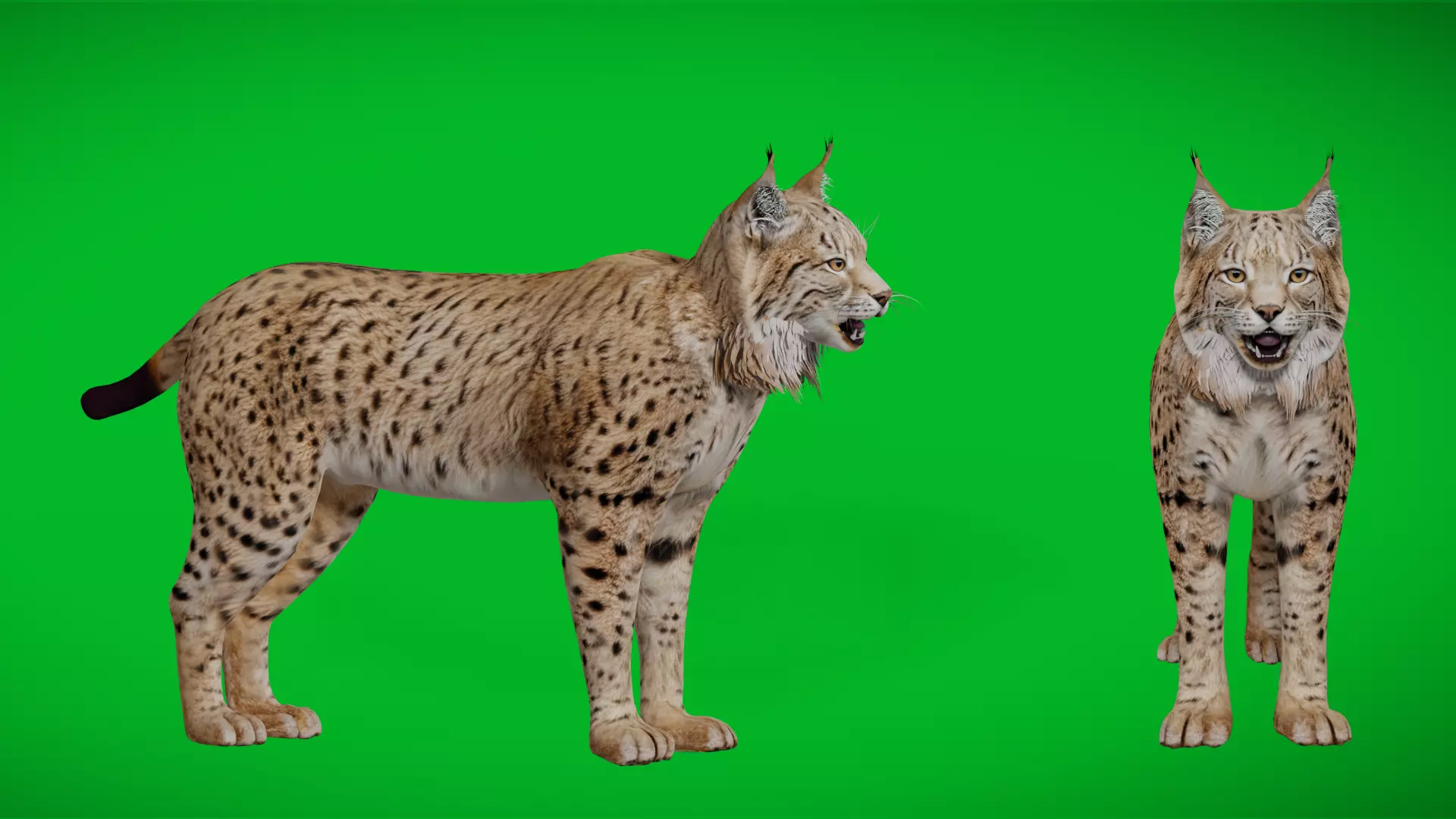 Eurasian Lynx Wild Cat Low-poly 3D model_4
