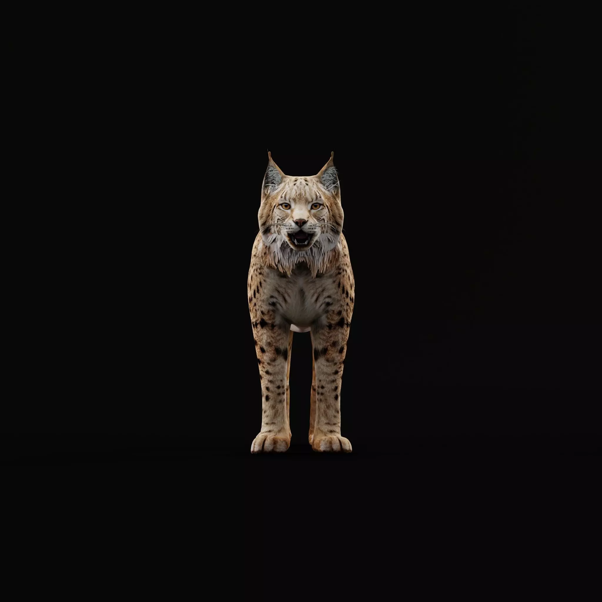 Eurasian Lynx Wild Cat Low-poly 3D model_36
