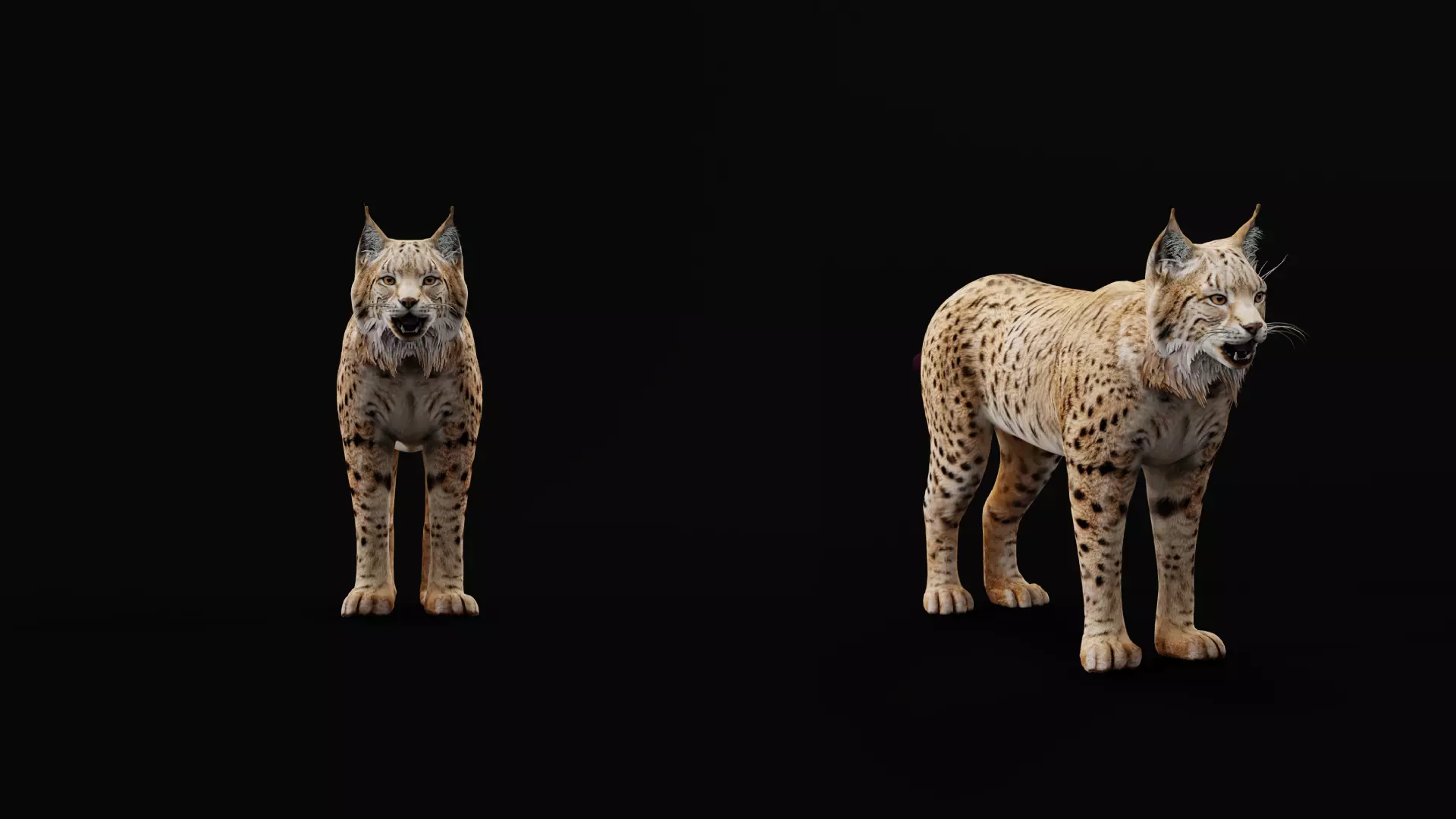Eurasian Lynx Wild Cat Low-poly 3D model_19