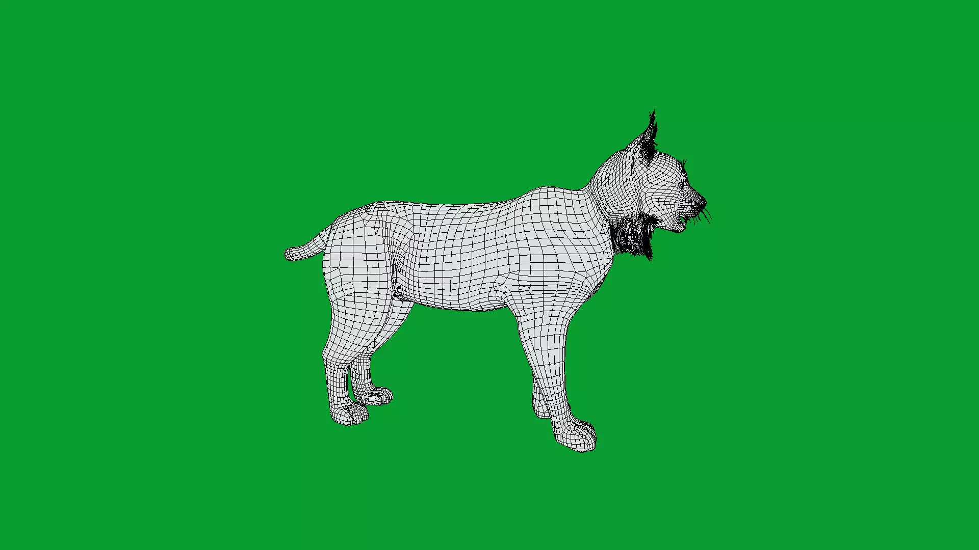 Eurasian Lynx Wild Cat Low-poly 3D model_18