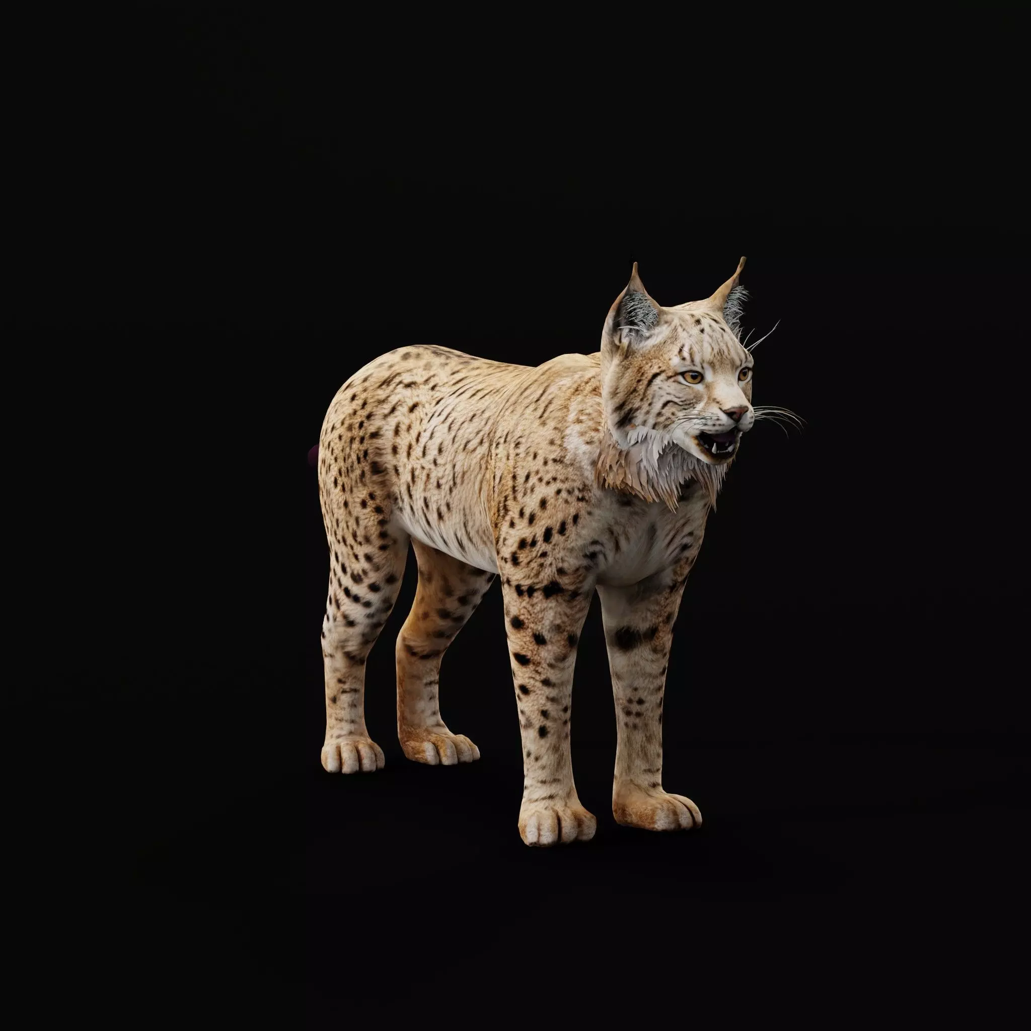 Eurasian Lynx Wild Cat Low-poly 3D model_39