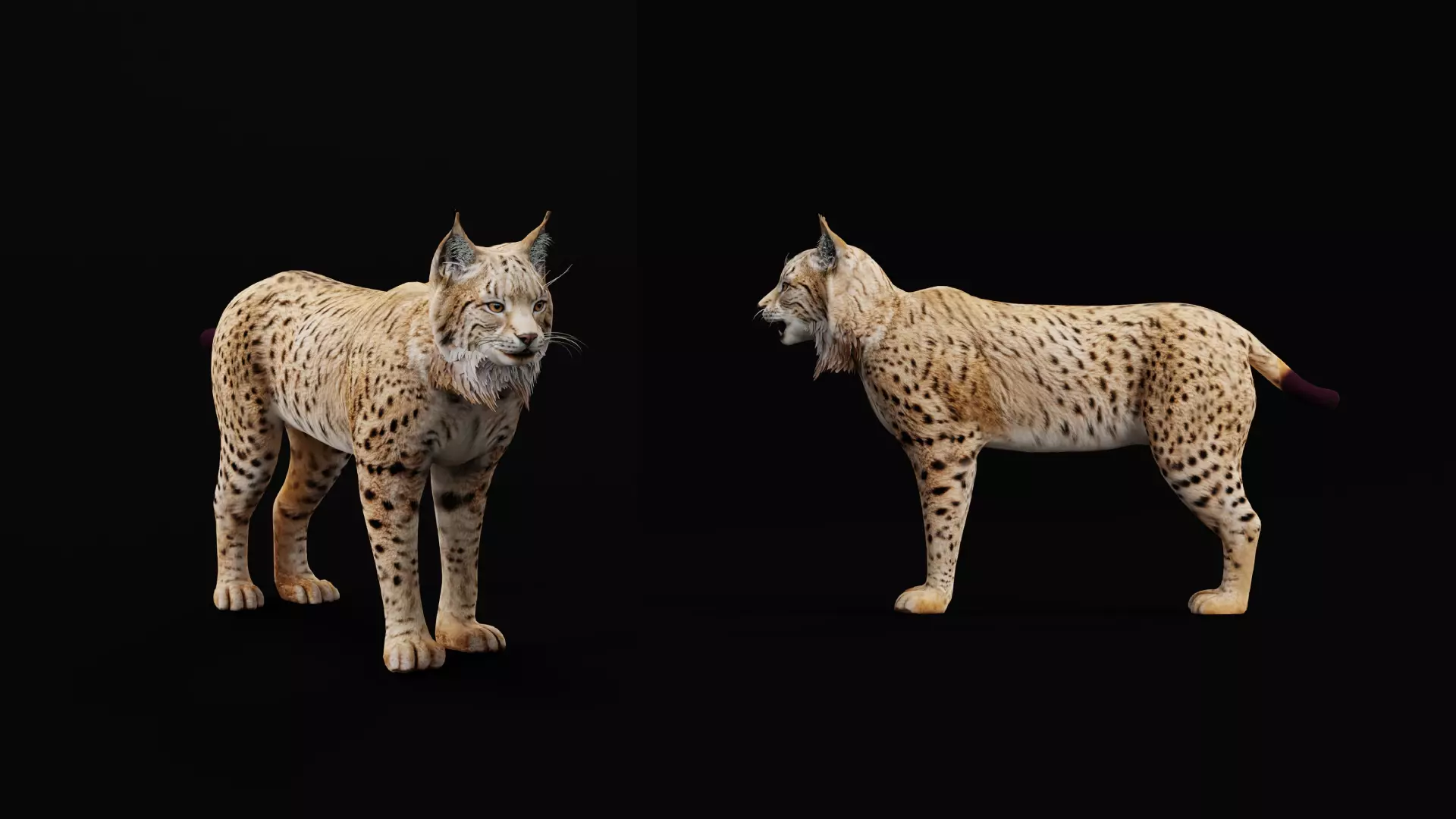Eurasian Lynx Wild Cat Low-poly 3D model_17