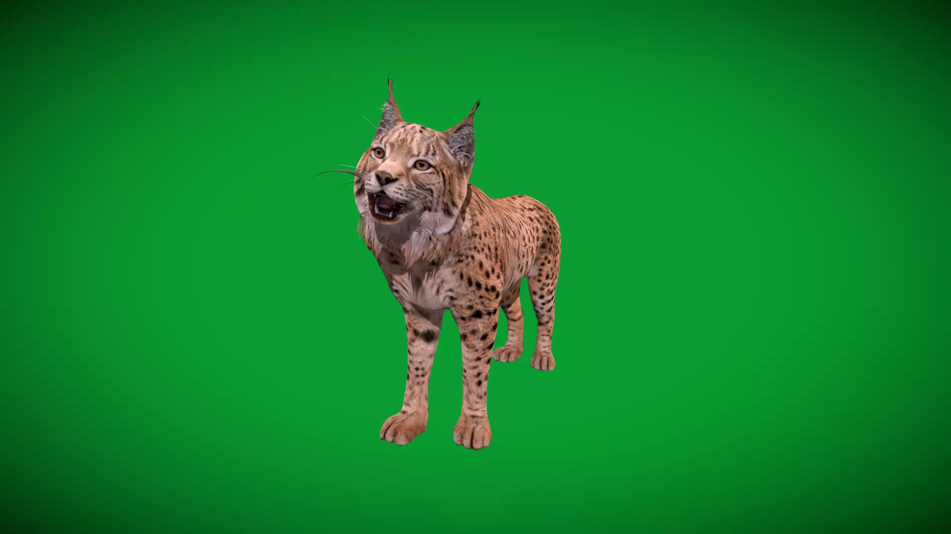 Eurasian Lynx Wild Cat Low-poly 3D model_46