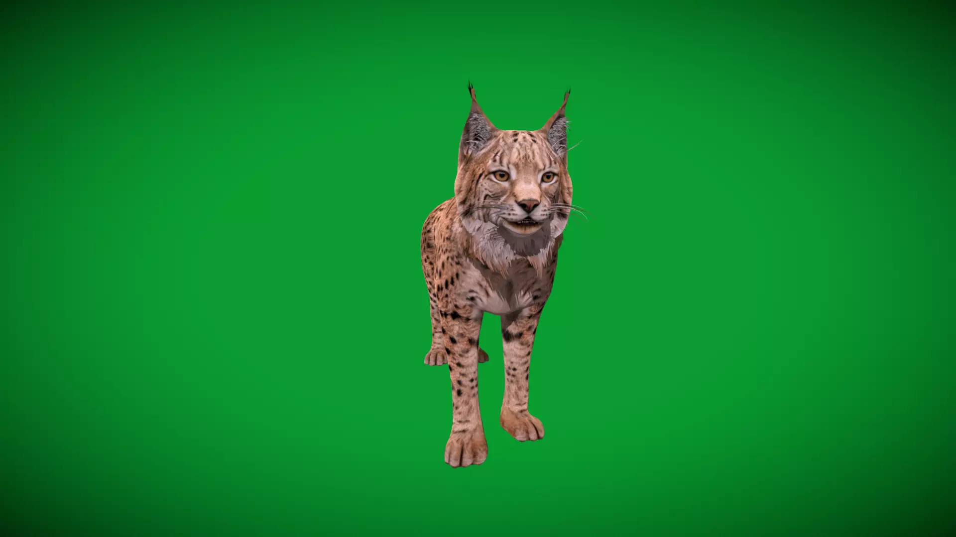 Eurasian Lynx Wild Cat Low-poly 3D model_42