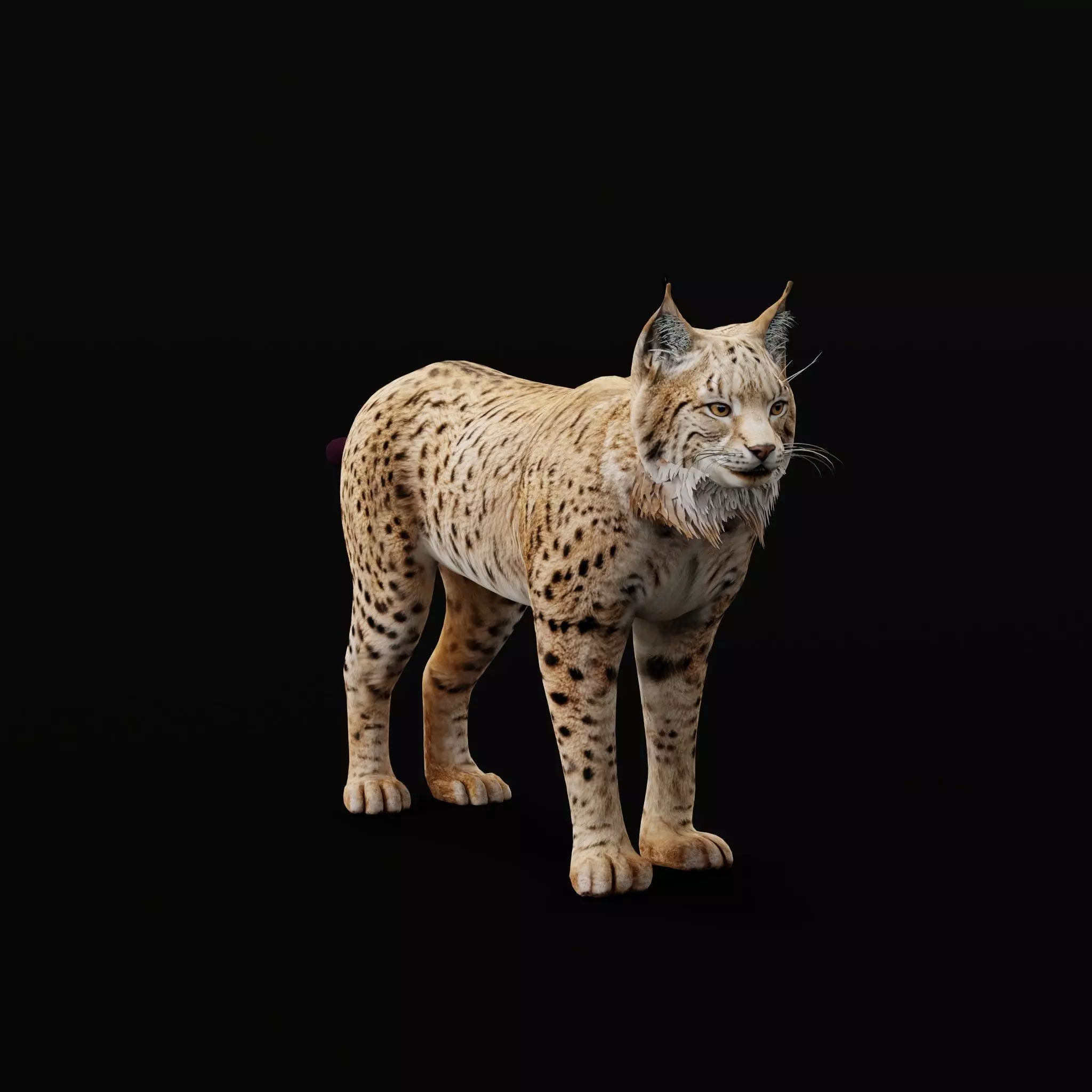 Eurasian Lynx Wild Cat Low-poly 3D model_32