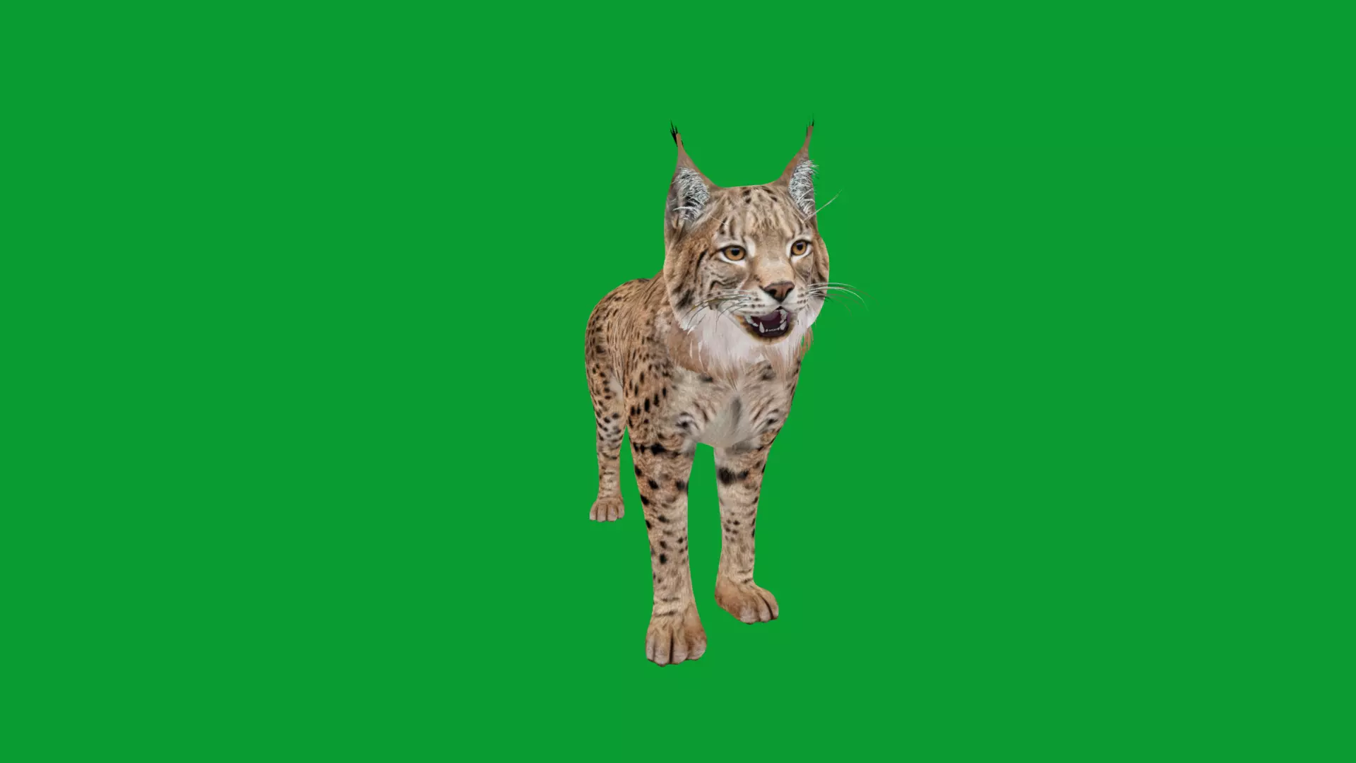 Eurasian Lynx Wild Cat Low-poly 3D model_15