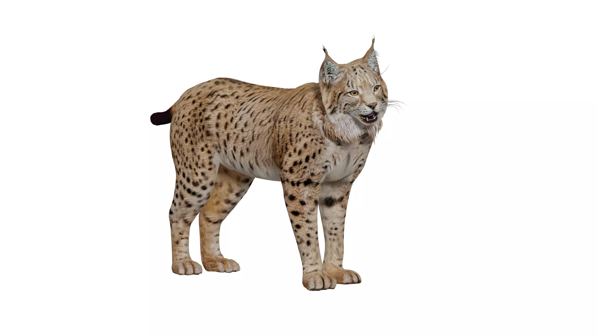 Eurasian Lynx Wild Cat Low-poly 3D model_10